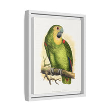 Blue-Fronted Amazon (Amazona aestiva) colored wood-engraved plate by Alexander Francis Lydon