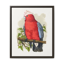 Rose-Breasted Cockatoo (Eolophus roseicapillus) colored wood-engraved plate by Alexander Francis Lydon. - NOMADEN ART GALLERY