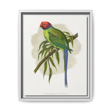 Blossom-Headed Parrakeet (Psittacula roseata) colored wood-engraved plate by Alexander Francis Lydon. - NOMADEN ART GALLERY