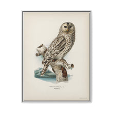 Strix uralensis ♀ illustrated by the von Wright brothers from our own 1929 folio version of Svenska Fåglar Efter Naturen Och Pa Sten Ritade - NOMADEN ART GALLERY