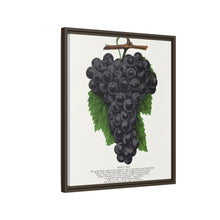 Early Ohio grape lithograph. Digitally enhanced from our own original 1900 edition plates of Botanical Specimen published by Rochester Lithographing