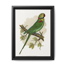 Alexandrine Parakeet (Psittacula eupatria) colored wood-engraved plate by Alexander Francis Lydon. - NOMADEN ART GALLERY