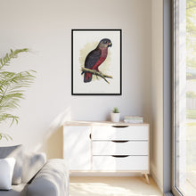 Dusky or Violet Parrot (Pionus fuscus) colored wood-engraved plate by Alexander Francis Lydon.
