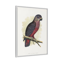 Dusky or Violet Parrot (Pionus fuscus) colored wood-engraved plate by Alexander Francis Lydon.