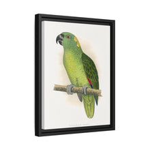 Lydon's Yellow-Naped Amazon | Vintage Parrot Wall Art Print