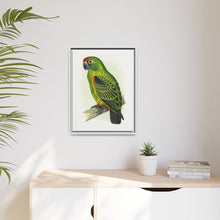 Placa grabada en madera de color loro de Jardine (Poicephalus gulielmi gulielmi) de Alexander Francis Lydon. 