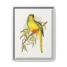 Orange-Bellied Parrakeet (Neophema chrysogaster) colored wood-engraved plate by Alexander Francis Lydon. - NOMADEN ART GALLERY