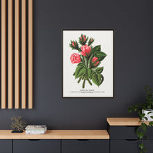 Pink roses, Crested Moss lithograph. Digitally enhanced from our own original 1900 edition plates of Botanical Specimen published by Rochester Lithographing