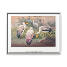 The African Wood Ibis from Zoological sketches (1861-1867) by Joseph Wolf and Philip Lutley Sclater - NOMADEN ART GALLERY