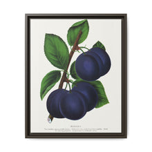 Niagara plum lithograph. Digitally enhanced from our own original 1900 edition plates of Botanical Specimen published by Rochester Lithographing - NOMADEN ART GALLERY