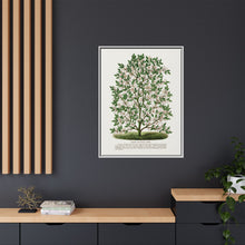 Hardy Magnolia tree lithograph. Digitally enhanced from our own original 1900 edition plates of Botanical Specimen published by Rochester Lithographing