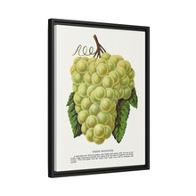 Green Mountain grape lithograph. Digitally enhanced from our own original 1900 edition plates of Botanical Specimen published by Rochester Lithographing