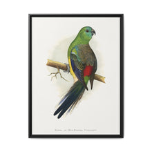 Blood or Red-Rumped Parrakeet (Psephotus haematonotus) colored wood-engraved plate by Alexander Francis Lydon - NOMADEN ART GALLERY