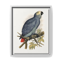 Grey Parrot (Psittacus erithacus) colored wood-engraved plate by Alexander Francis Lydon. - NOMADEN ART GALLERY