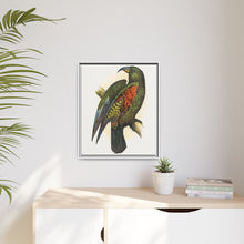 Mountain Parrot (Nestor notabilis) colored wood-engraved plate by Alexander Francis Lydon