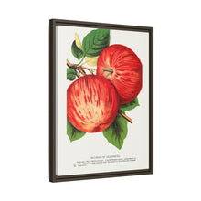 Duchess of Oldenburg apples lithograph from Botanical Specimen published by Rochester Lithographing