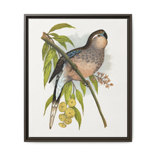 Bourke's Parrakeet (Neopsephotus bourkii) colored wood-engraved plate by Alexander Francis Lydon. - NOMADEN ART GALLERY