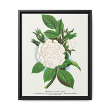 Rose, Perpetual White Moss lithograph. Digitally enhanced from our own original 1900 edition plates of Botanical Specimen published by Rochester Lithographing - NOMADEN ART GALLERY