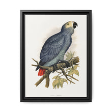 Grey Parrot (Psittacus erithacus) colored wood-engraved plate by Alexander Francis Lydon. - NOMADEN ART GALLERY
