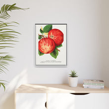 Duchess of Oldenburg apples lithograph from Botanical Specimen published by Rochester Lithographing