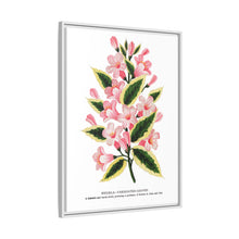 Pink flowers, Weigela lithograph (1900)