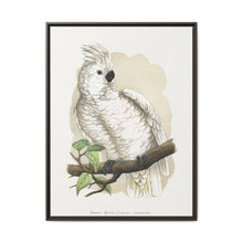 Great White-Crested Cockatoo (Cacatua alba) colored wood-engraved plate by Alexander Francis Lydon - NOMADEN ART GALLERY