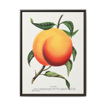 Foster peach lithograph. Digitally enhanced from our own original 1900 edition plates of Botanical Specimen published by Rochester Lithographing - NOMADEN ART GALLERY