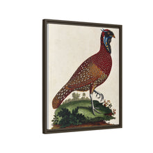 A horned Indian pheasant standing on the grass by J. Pass after J. E. Ihle.