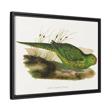 Green Ground Parrot (Pezoporus wallicus) colored wood-engraved plate by Alexander Francis Lydon