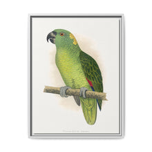 Yellow-Naped Amazon (Amazona auropalliata) colored wood-engraved plate by Alexander Francis Lydon - NOMADEN ART GALLERY