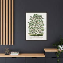 Hardy Magnolia tree lithograph. Digitally enhanced from our own original 1900 edition plates of Botanical Specimen published by Rochester Lithographing