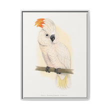 Great Salmon-Crested Cockatoo (CACATUA MOLUCCENSIS) colored wood-engraved plate by Alexander Francis Lydon. - NOMADEN ART GALLERY
