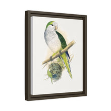 Quaker or Grey-breasted Parrakeet (Myiopsitta monachus) colored wood-engraved plate by Alexander Francis Lydon