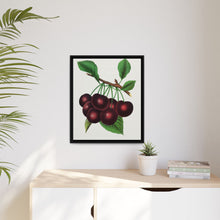 Black Tartarian cherry lithograph. Digitally enhanced from our own original 1900 edition plates of Botanical Specimen published by Rochester Lithographing