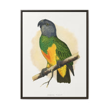 Senegal Parrot (Poicephalus senegalus) colored wood-engraved plate by Alexander Francis Lydon. - NOMADEN ART GALLERY