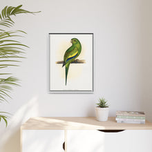 Canary-Winged Conure ( Brotogeris versicolurus) colored wood-engraved plate by Alexander Francis Lydon