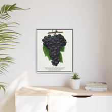 Early Ohio grape lithograph. Digitally enhanced from our own original 1900 edition plates of Botanical Specimen published by Rochester Lithographing