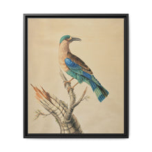 Coracias Benghalensis by Sarah Stone - NOMADEN ART GALLERY