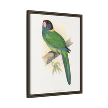 Lydon's Yellow-Naped Parrakeet | Vintage Bird Wall Art Print