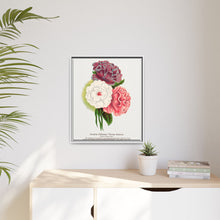 Double Althea in 3 colors lithograph. Digitally enhanced from our own original 1900 edition plates of Botanical Specimen published by Rochester Lithographing