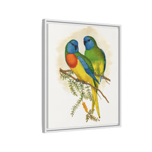 Prachtsittich (Neophema splendida) farbige Holzstichplatte von Alexander Francis Lydon