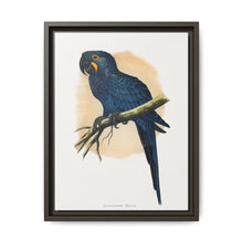 Hyacinthine Macaw (Anodorhynchus hyacinthinus) colored wood-engraved plate by Alexander Francis Lydon. - NOMADEN ART GALLERY