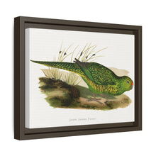 Green Ground Parrot (Pezoporus wallicus) colored wood-engraved plate by Alexander Francis Lydon