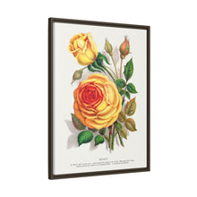 lithograph from Botanical Specimen published by Rochester Lithographing
