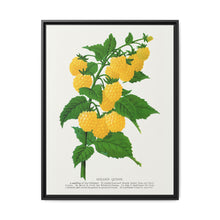 Golden queen raspberry lithograph. Digitally enhanced from our own original 1900 edition plates of Botanical Specimen published by Rochester Lithographing - NOMADEN ART GALLERY