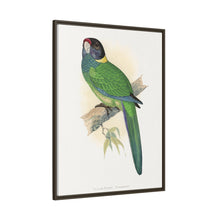 Lydon's Yellow-Naped Parrakeet | Vintage Bird Wall Art Print