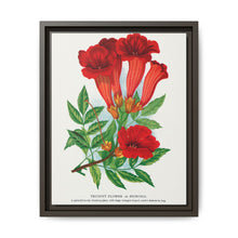 Trumpet flower lithograph. Digitally enhanced from our own original 1900 edition plates of Botanical Specimen published by Rochester Lithographing - NOMADEN ART GALLERY