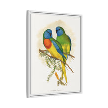 Prachtsittich (Neophema splendida) farbige Holzstichplatte von Alexander Francis Lydon