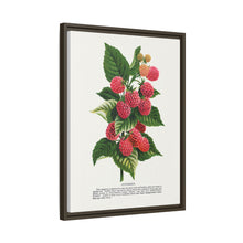 Cuthbert raspberry lithograph. Digitally enhanced from our own original 1900 edition plates of Botanical Specimen published by Rochester Lithographing