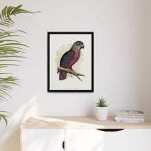 Dusky or Violet Parrot (Pionus fuscus) colored wood-engraved plate by Alexander Francis Lydon.